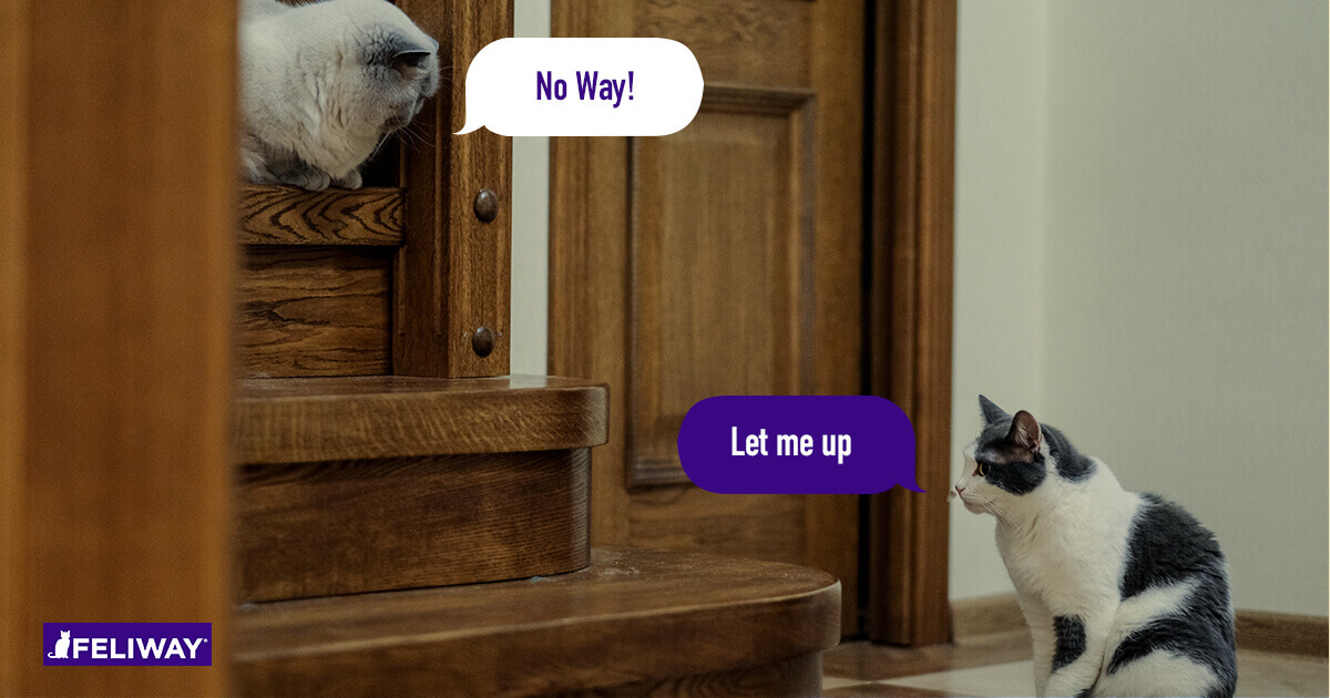 7 Tips om conflicten tussen katten te verminderen